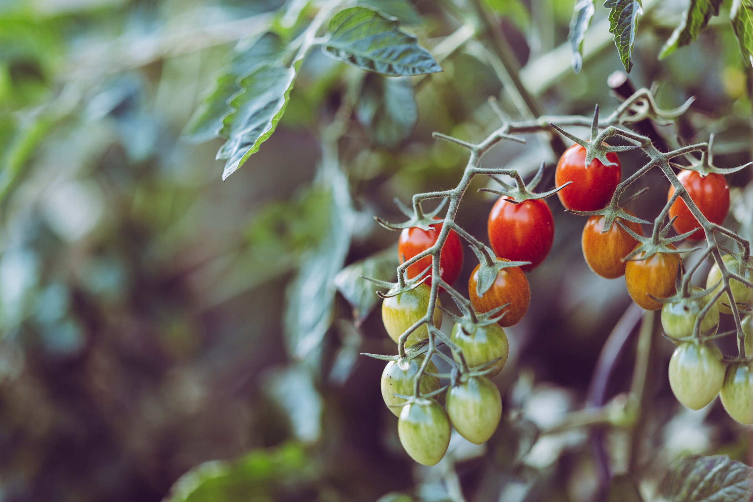 Cherry tomatoes