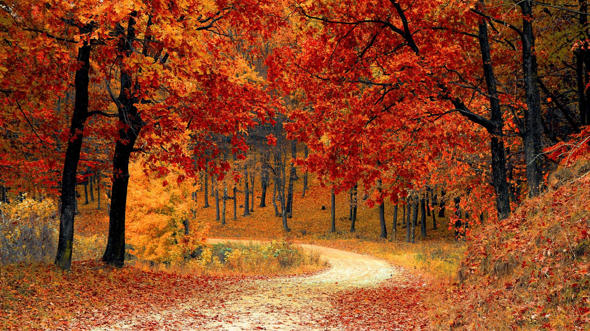 beautiful autumn forest