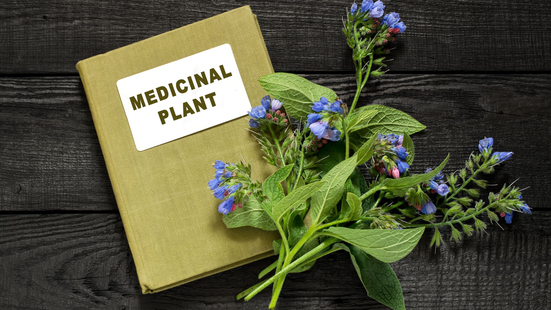 medicinal plants book and plants