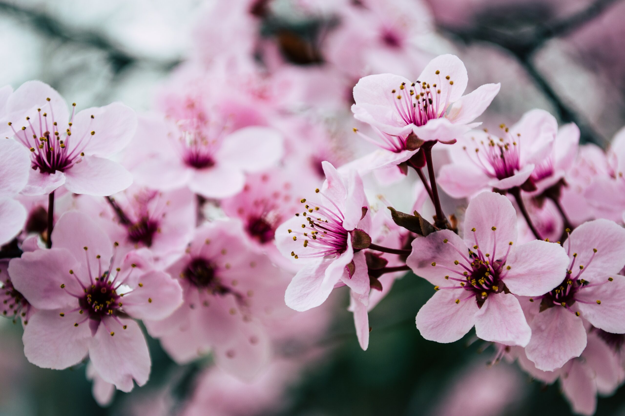 Flowers tree